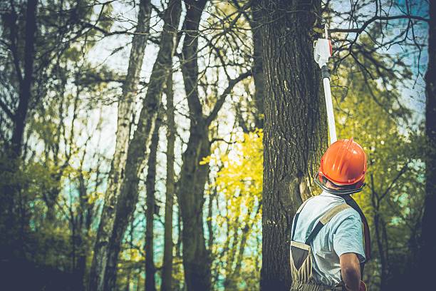 How Our Tree Care Process Works  in  Snead, AL